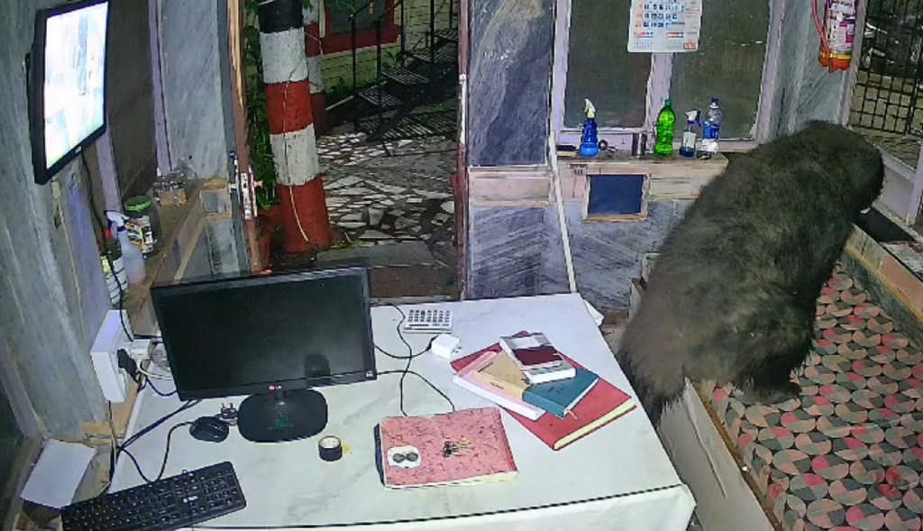 माउंट आबू. होटल के रिसेप्शन में जाता भालू तथा रखे हुए सामान देखते हुए। भालू का पूरा घटनाक्रम सीसीटीवी कैमरे में दिखाई पड़ा।