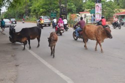 कैटल फ्री का दावा खोखला! सड़कों पर मवेशियों का कब्जा, वाहन चालकों की सुरक्षा
भगवान भरोसे - image