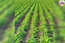 Rajasthan Farmers: इस फसल की खेती से किसान बन रहे लखपति, 2 बीघा जमीन से ले रहे
12 लाख की पैदावार, जानिए कैसे - image