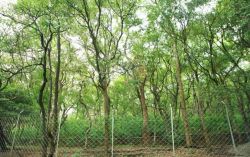 कोलार में बढ़ती चंदन की चोरी से खफा किसान - image