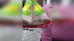 Video: काटा तो छोड़ा नहीं…सांप को थैली में डालकर अस्पताल पहुंचा व्यक्ति, बोला-
डॉक्टर साहब, यही है जिसने डसा - image