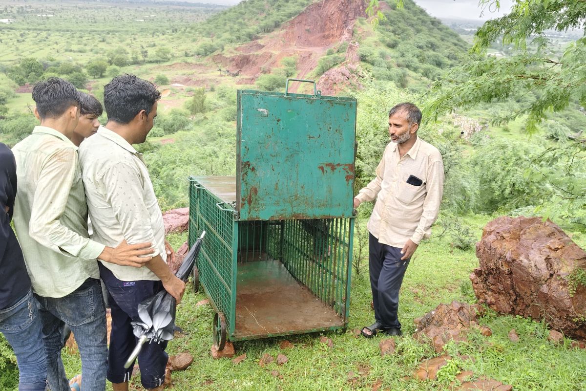पैंथर के मूवमेंट से ग्रामीणों में दहशत, पकड़ने को पहाड़ पर लगाया पिंजरा