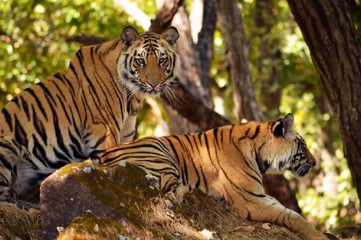 MP में 8 जिलों को जोड़कर बसेगा ‘नया जंगल’, प्लान तैयार!