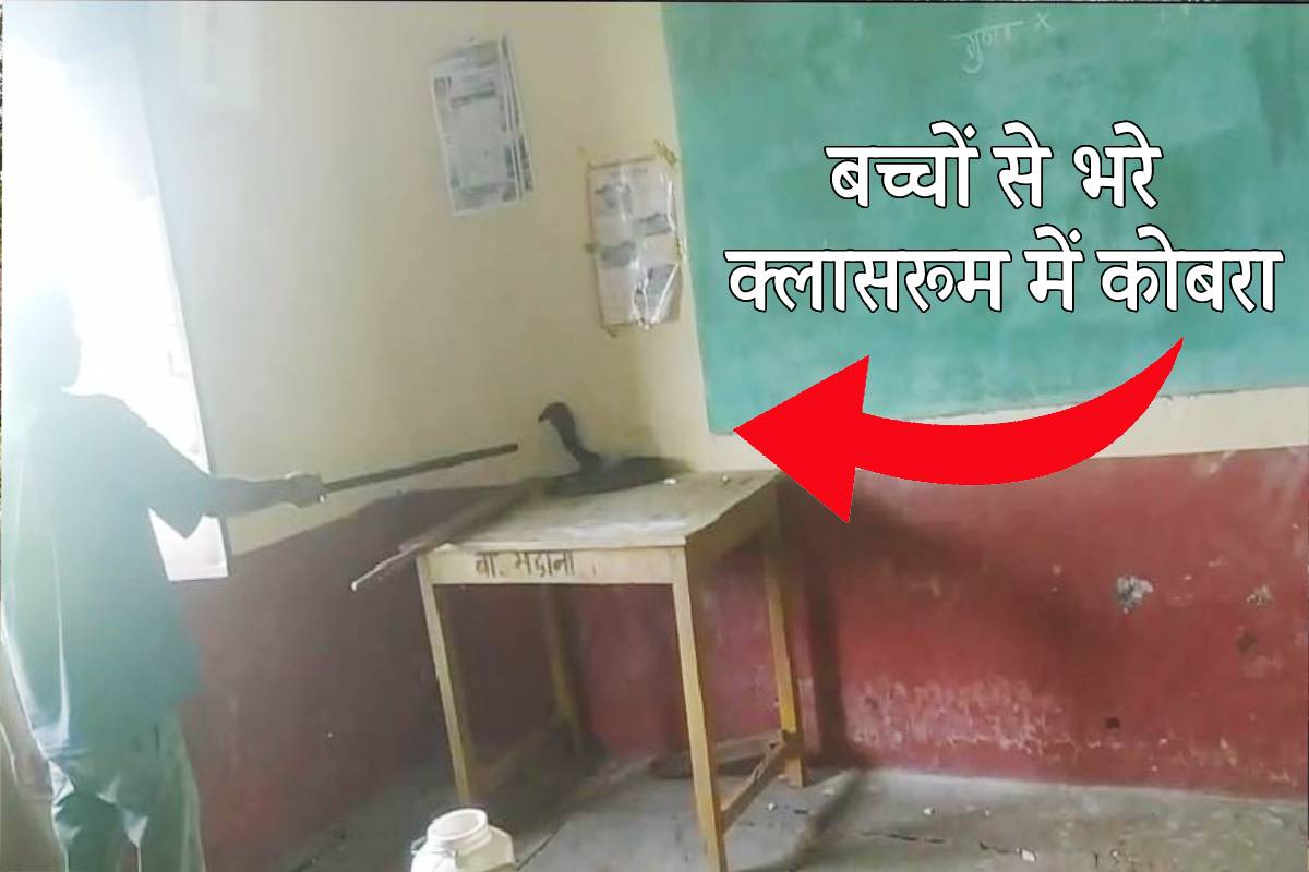 एमपी में बच्चों से भरी क्लास में पढ़ा रहे थे टीचर तभी टेबिल पर बैठा दिखा कोबरा..