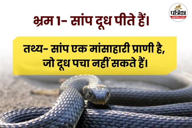 Snake Bites Deaths in india