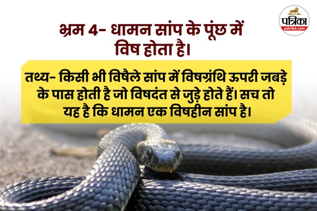 Snake Bites Deaths in india