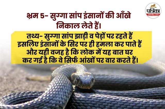 Snake Bites Deaths in india
