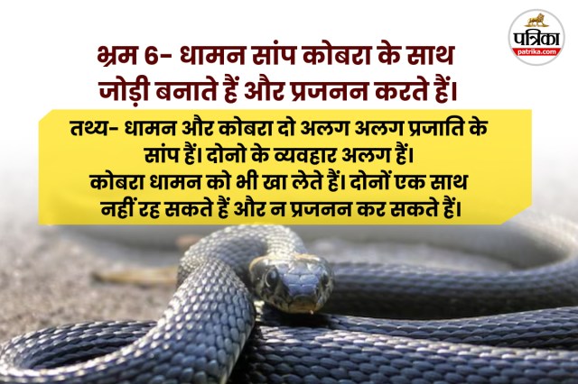 Snake Bites Deaths in india