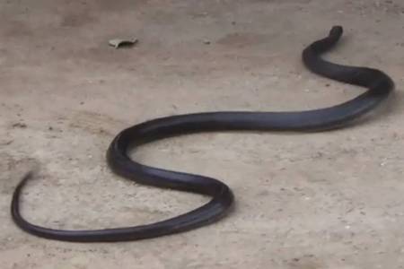 snake