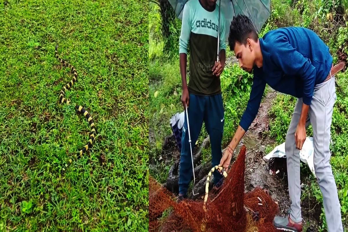 मछलियों के जाल में फंसा देश के जहरीले सांपों में से एक सांप…