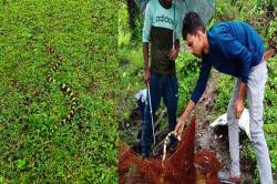 मछलियों के जाल में फंसा देश के जहरीले सांपों में से एक सांप… - image