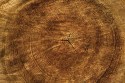 Bulletproof Wood: The New Backbone of Fireproof Buildings