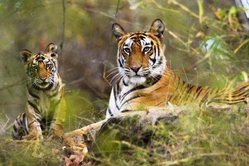 tigers in india big challenge for food WII and NTCA Survey Report Revealed