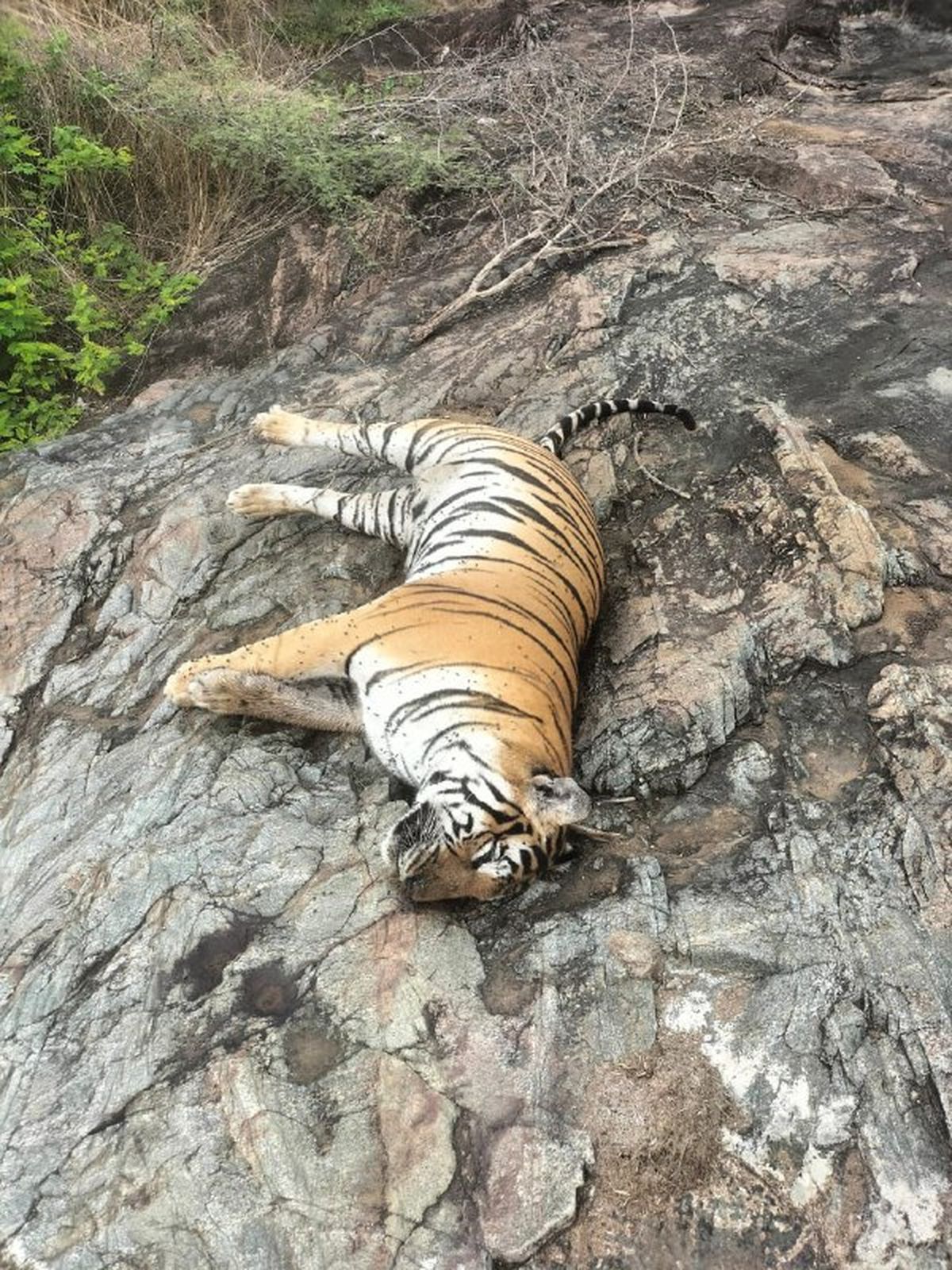 वन विभाग ने डीसीएफ और दो अन्य को अनिवार्य छुट्टी पर भेजा