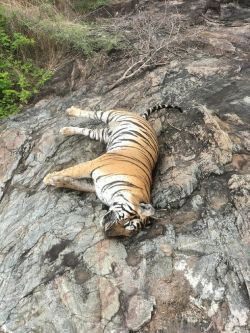वन विभाग ने डीसीएफ और दो अन्य को अनिवार्य छुट्टी पर भेजा - image