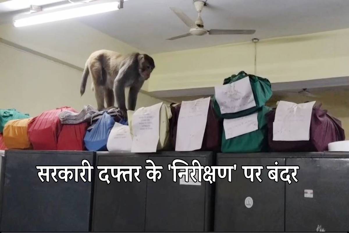 सरकारी दफ्तर के ‘निरीक्षण’ पर बंदर, फाइलों को पलट-पलट कर देखा..