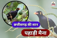 छत्तीसगढ़ की राजकीय पहाड़ी मैना का संरक्षण (Photo source- Patrika)