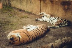 World Tiger Day 2025 : बाघों को मरने पर जलाया क्यों जाता है? जानिए इसके पीछे की
कहानी - image