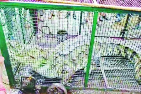 आदमखोर मगरमच्छ भूरा के परिवार का चौथा सदस्य वन अमले की गिरफ्त में,