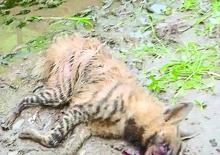 महिला ने बताया कि जरख के काटने से पैर के तलवे से आरपार घाव हो गया है। जरख ने महिला की कोहनी पर भी हमला किया। घटना की जानकारी वन विभाग की टीम को मिलते ही डूब तलैया गांव टीम पहुंची जहां से ग्रामीण से बात चित कर मृत जरख को अपने वाहन से शाहाबाद वन विभाग कार्यालय लेकर आए।