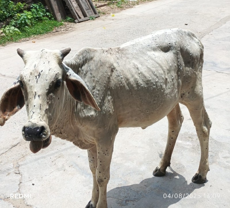 शिवगंज . शहर में विचरण करता लपी जैसी बीमारी से ग्रसित गोवंश।