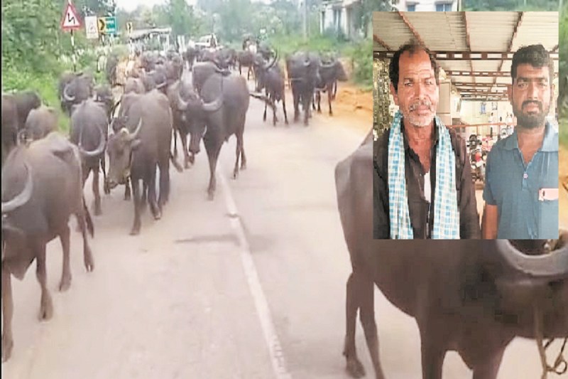 बीते महीने पशु तस्करों के खिलाफ कार्रवाइयां (Photo source- Patrika)