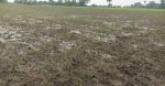 More than 50% loss in flood affected areas, demand of Rs 5 crore sent