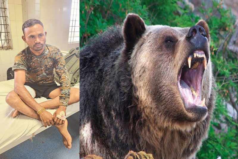 बस्तर फाइटर जवान पर भालू ने किया हमला (Photo source- Patrika)