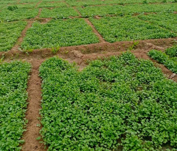 Poisonous water used for farming 