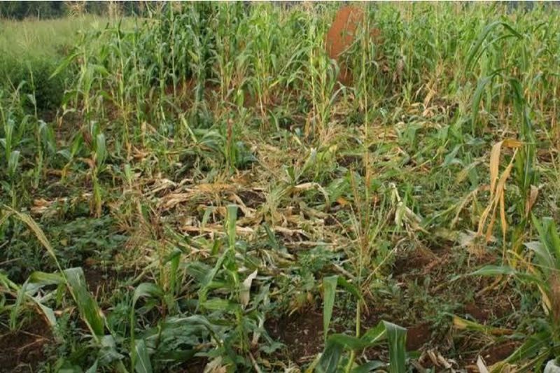 Wild pigs create havoc in the fields, farmers are worried