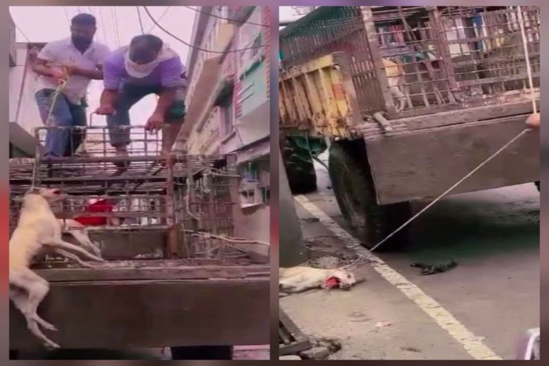 The issue of death of dogs in Shahpura deepens