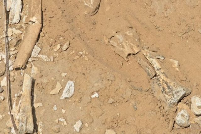 Fossil