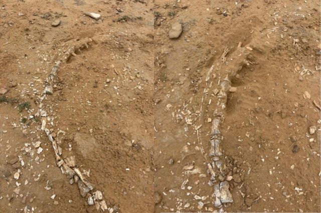 Fossil