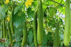 Muhana Mandi : तुरई के दाम नीचे आने लगे, भिंडी भी हो रही सस्ती, टमाटर के दाम
स्थिर - image