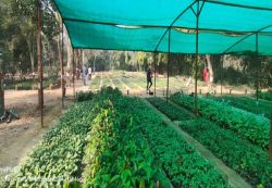 दुविधा: राजकीय विद्यालयों के पास न बजट और न परिसर कहां लगाएंगे 22 लाख पौधे - image
