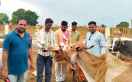 Cow worship was done at Bahoripar Gaushala
