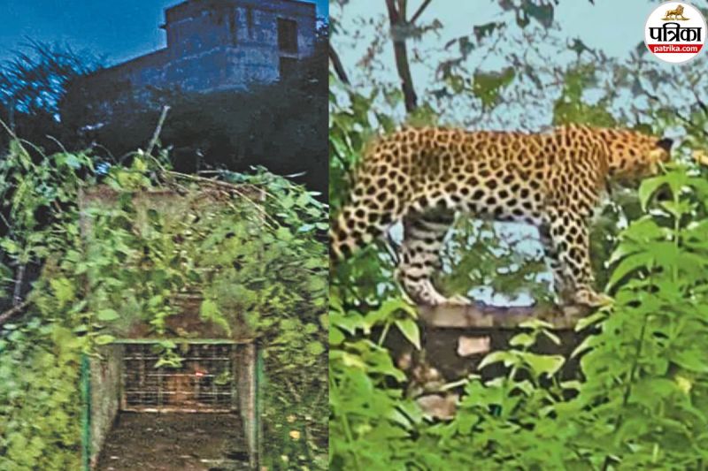 Female Leopard Enters NBC Factory (Patrika Photo)