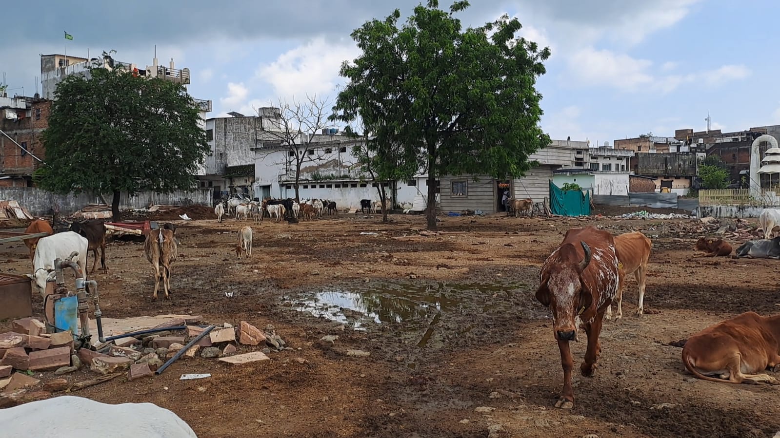 There is no proper arrangement to keep cattle in the Gaushala, the premises become muddy during rains