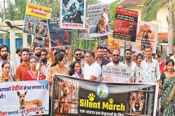 CG News: एनिमल लवर्स का मार्च.. स्ट्रीट डॉग्स के साथ हो रही बर्बरता के खिलाफ
उठाई आवाज - image
