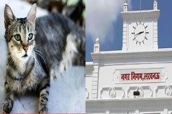 Cat License: लखनऊ वालों! अब बिल्ली पालने के लिए भी लेना पड़ सकता है लाइसेंस, एक
और खबर जान लीजिए - image