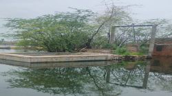 राजस्थान के इन 16 गांवों की प्यास बुझाने वाले तालाब में घुला जहर - image