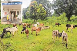 Chhattisgarh News: अवैध गौ तस्करी करने वालों पर बड़ी कार्यवाही! 54 बैल बरामद, 2
तस्कर गिरफ्तार - image