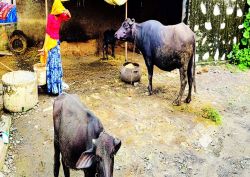 शहर हो या गांव… मिलावट नहीं हो रही कम, बढ़ती खपत और मांग के बीच दूध से निचोड़
रहे दम - image