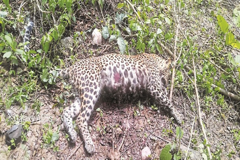 भैरमगढ़ अभ्यारण्य में तेंदुए का शव मिला (Photo source- Patrika)