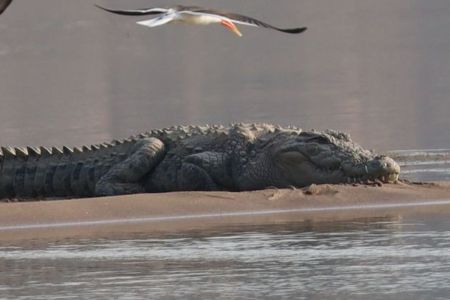 हाइवे किनारे पानी में दिखा मगरमच्छ, ग्रामीण भयभीत Crocodile seen in water near highway, villagers frightened