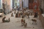 जिम्मेदार बेखबर...शहर में बढ़ता श्वान और बंदरों का कहर The responsible are unaware...the menace of dogs and monkeys is increasing in the city