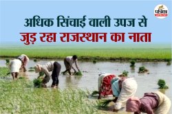 राजस्थान: बारिश अधिक होने से बदला खेती का मिजाज, मरुधरा में भी धान की बुवाई, कम
पानी वाली फसलें हो रहीं पीछे - image