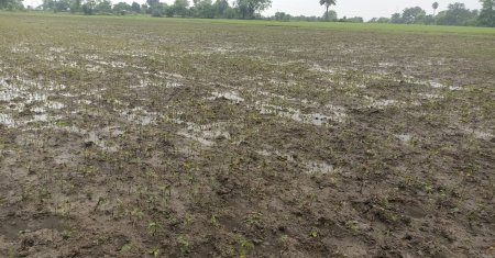 As soon as the river water receded, devastation was seen in the fields, crops turned black, farmers suffered heavy losses