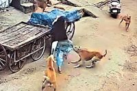 Jaipur Paharganj Surajpol dogs attack
