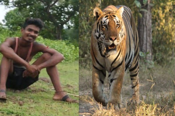 Young man dies in tiger attack